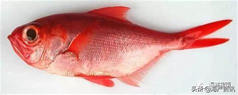 紅色魚種類